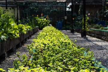 Organic vegetables grown on a farm.