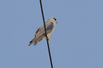 Black-shouldered Kite