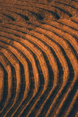 Beautiful terraced vineyard landscape in Friuli Venezia Giulia, Italy