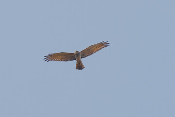 Obraz premium Pied Harrier