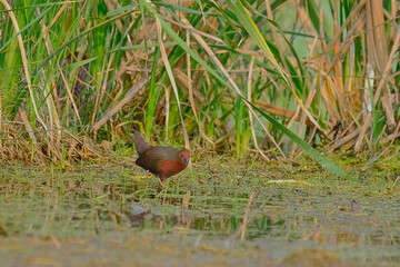 Ruddy-Breasted Crake