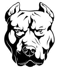 Dangerous pitbull terrier