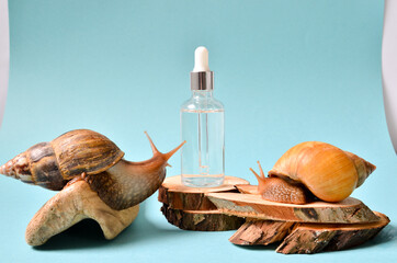cosmetic serum with extract of snail slime and a snails on a wood. snail mucus extract.