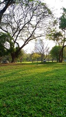 trees in the park
