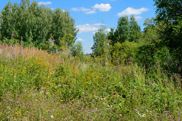 Summer landscape. Tall grass on the background of the forest.