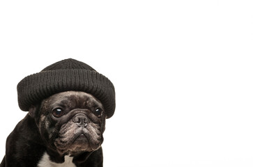 image of dog hat white background 