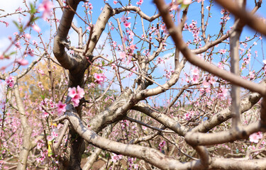 background of spring cherry blossoms tree. selective focus