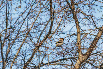 Waxwing sits on a tree. Sunny winter day in Siberia.