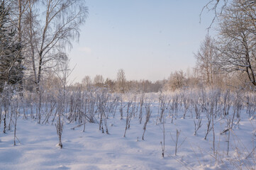 landscape with trees and snow