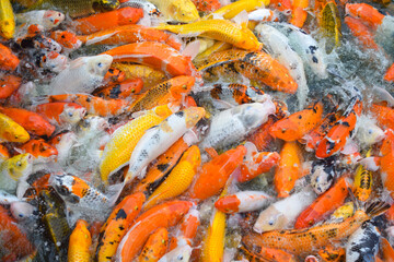 Obraz na płótnie Canvas Colorful fancy koi fish. Carp fish