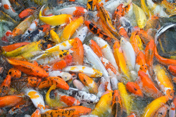 Colorful fancy koi fish. Carp fish