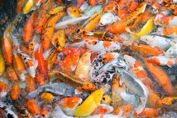 Obraz na płótnie Canvas Colorful fancy koi fish. Carp fish