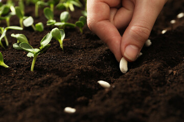 Woman planting beans into fertile soil, closeup. Vegetable seeds