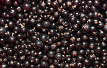 Group of black currant berries background
