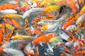 Colorful fancy koi fish. Carp fish