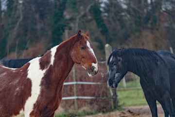 Obraz premium Pferdeporträt