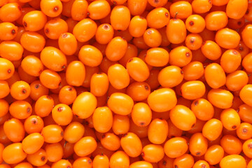 a lot of sea buckthorn orange healing background