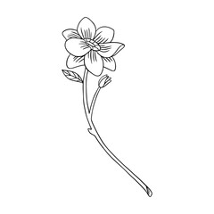 Doodle flower for decor. Vector hand drawn botany. Spring herb design element. Isolated on white.