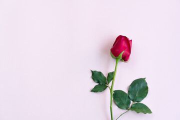 Top view of single beautiful red rose on pastel pink background. Flat lay with copy space