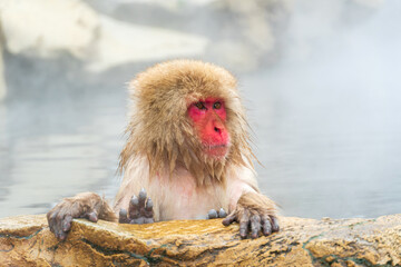 Japanese snow monkey (Macaque) relaxes in the hot spring in winter at snow monkey park.