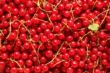 Lots of red currants background