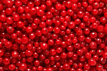 Lots of red currants background