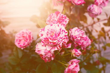 Rose flowers in the garden.High quality photo.