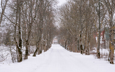 winter alley in the snow