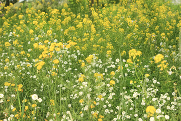 wildflowers green and yellow background