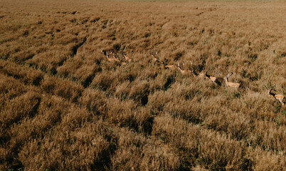 Fototapeta na wymiar Deers in field