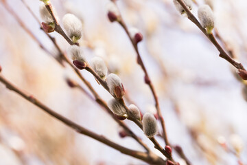  spring shoots on salix branches