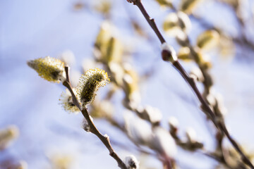  spring shoots on salix branches