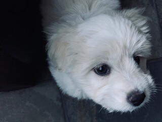 white terrier puppy