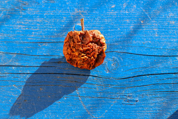 Rotten apple in winter