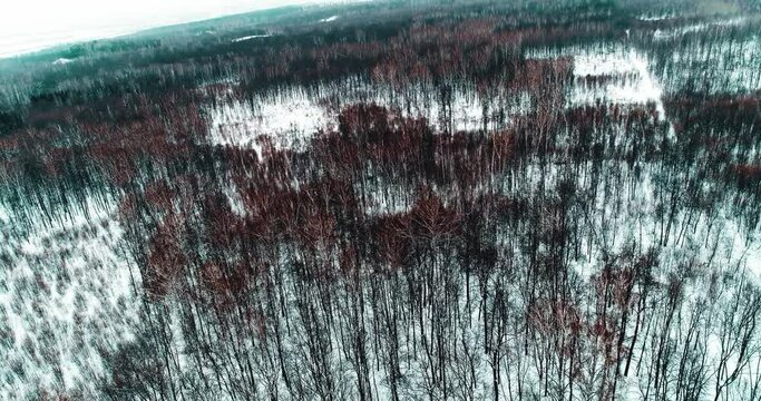 Aerial video flying over trees in winter time