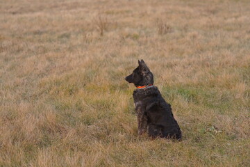 A black mudi dog(A purebred hungarian shepherd dog)  in the meadow.