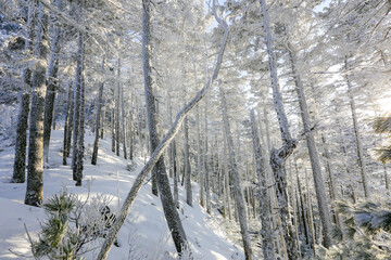 Snow-covered tree trunks in the winter forest. Winter landscape. Russian forest.