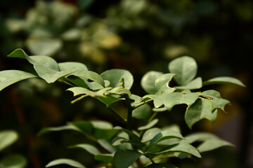 Obraz premium green leaves of a tree