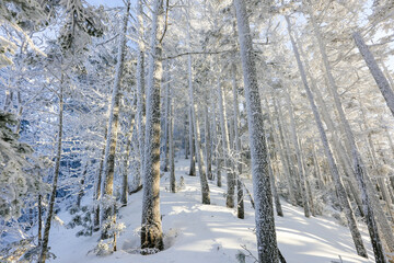 Snow-covered tree trunks in the winter forest. Winter landscape. Russian forest.