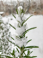 Rosemary herb plant covered with snow in winter