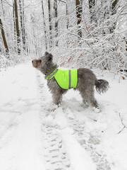 pumi dog in reflective vest in winter