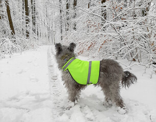 pumi dog in reflective vest in winter 