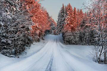 Snow-covered country road. Morning in the forest. The first rays of the sun on the trees