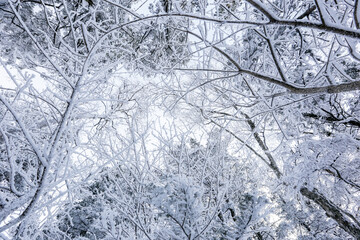 Snow-covered tree branches stretch towards the sky. Snowy Russian forest.