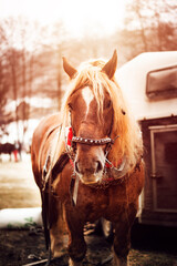 Obraz premium Brown horse with white mane.Horse in full harness.