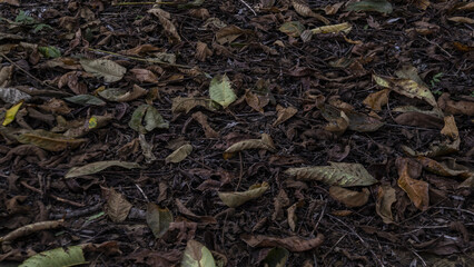 땅에 떨어져 거름이 되고있는 낙엽