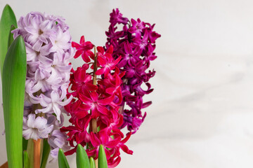 Blooming hyacinth lilac and pink color. Spring flowers on marble background, space for text. 