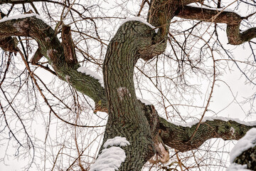 Fototapeta na wymiar Closeup of a mulberry tree covered by fresh snow on it during the cold winter, in Kiev, Ukraine