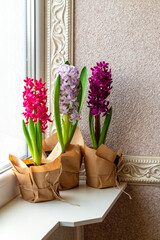 Flowers composition with lilac and pink hyacinths potted near window. March 8, Easter, Mother's Day