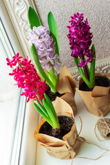 Flowers composition with lilac and pink hyacinths potted near window. March 8, Easter, Mother's Day